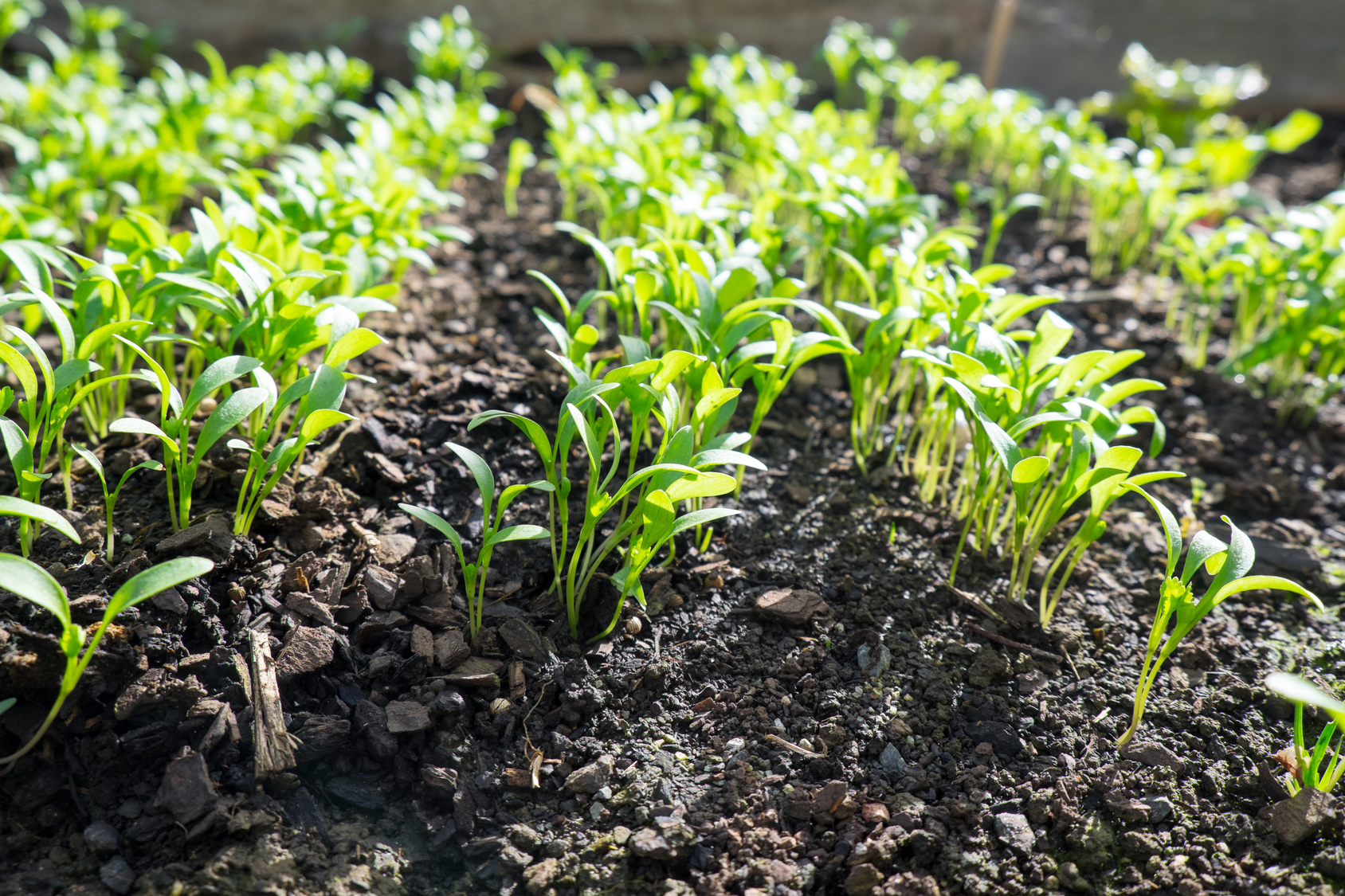 Odla och salja microgreens 2