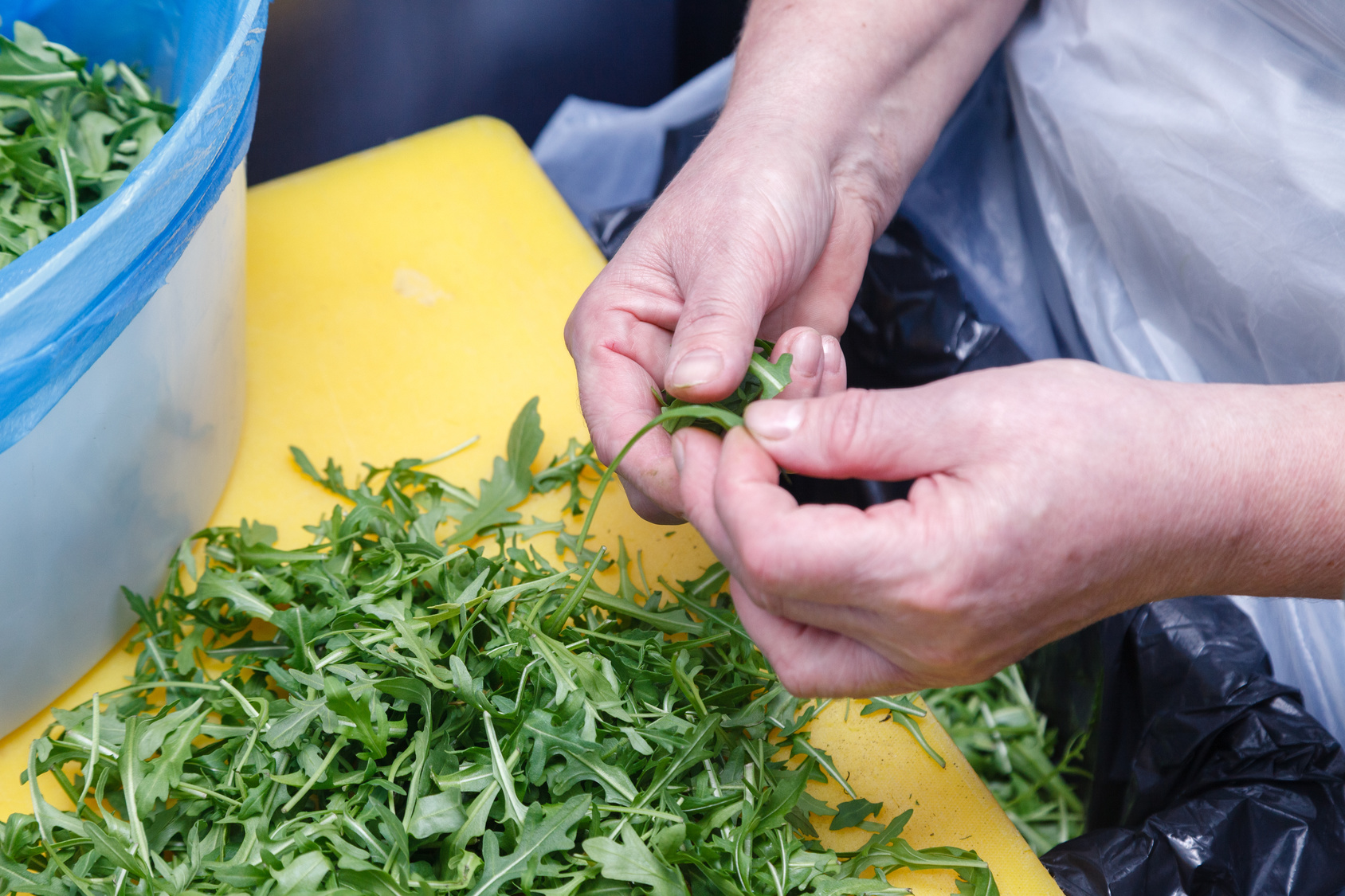 Odla och salja microgreens 3